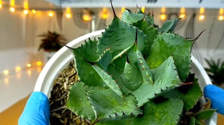 Agave Potatorum Succulent Care Guide