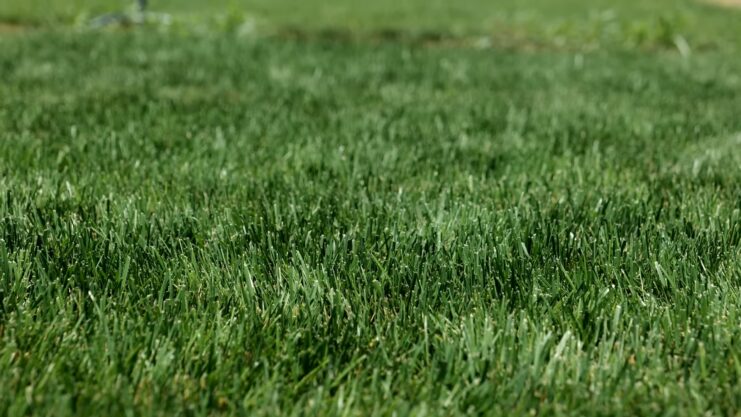 Additional Factors to Consider - Tall Fescue vs Perennial Ryegrass