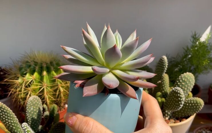 ECHEVERIA PLANT