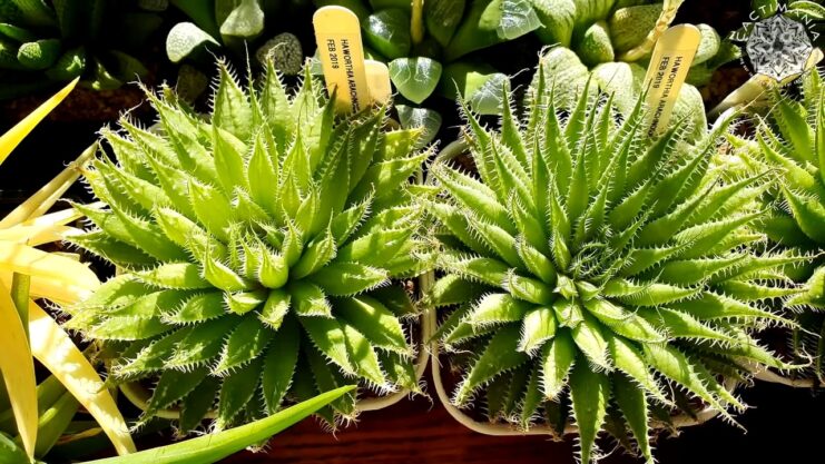 Haworthia Succulent Plants