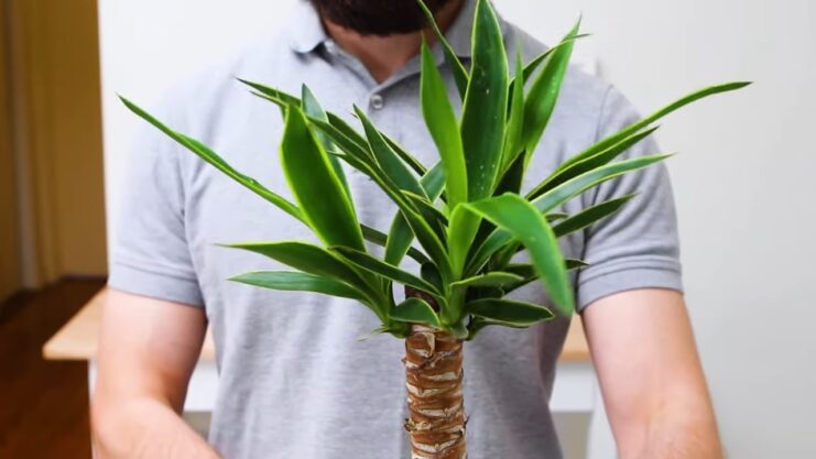 How To Care For A Yucca Plant