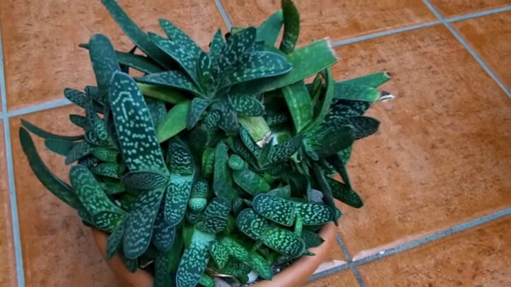 How to care for Gasteria Succulent plants