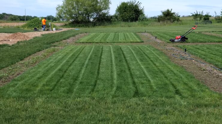 Maintenance Requirements - Tall Fescue vs Perennial Ryegrass