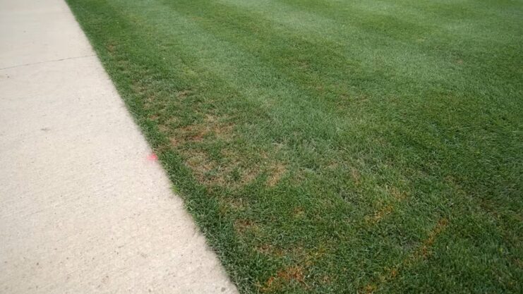 Perennial Ryegrass - Tips