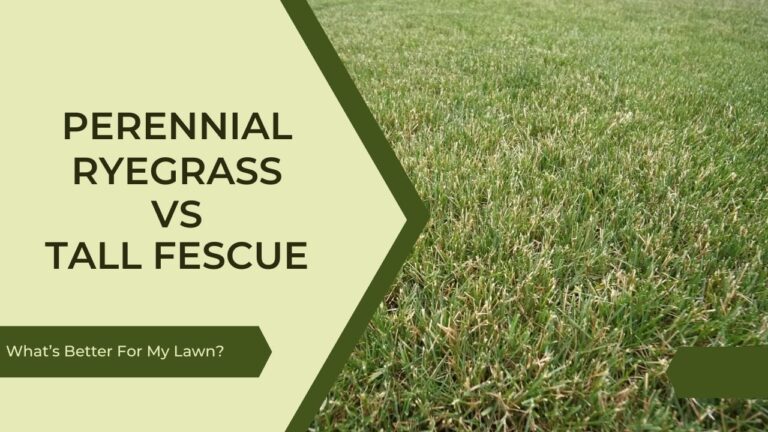 Perennial Ryegrass Vs Tall Fescue - Find the right lawn for your garden