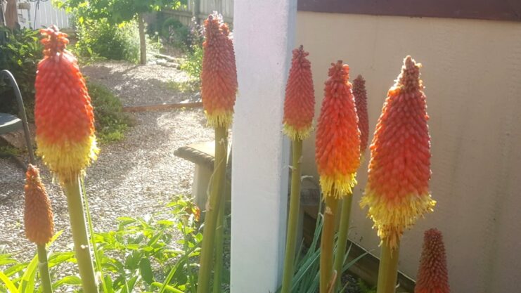 Red Hot Poker Plant