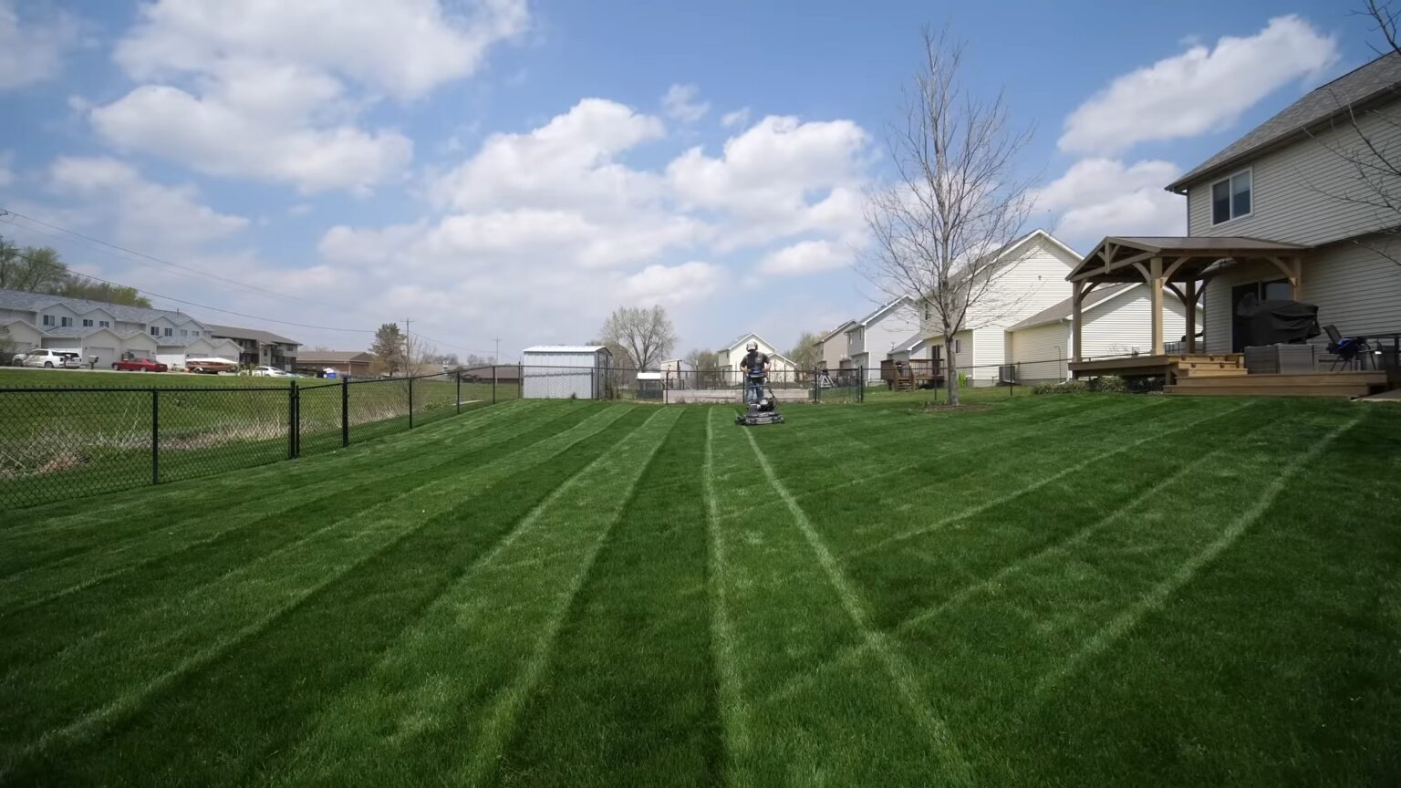 Perennial Ryegrass Vs Tall Fescue What’s Better For My Lawn?