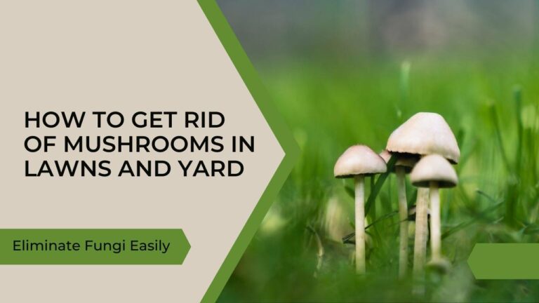 mushrooms in yard