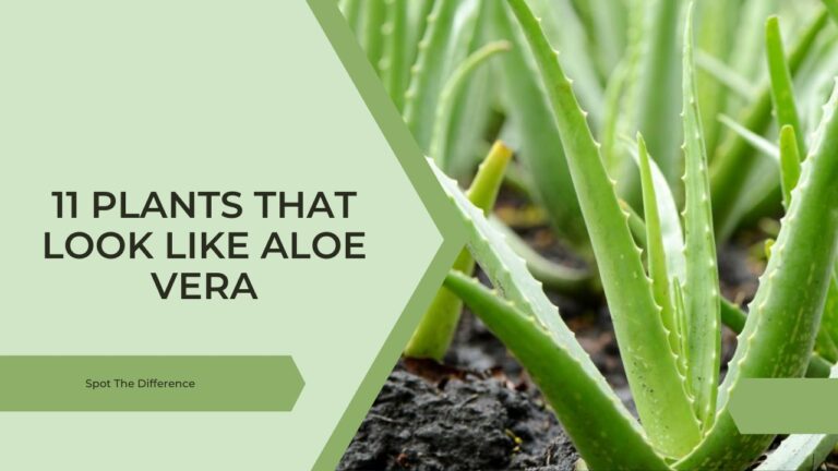 plants like aloe vera