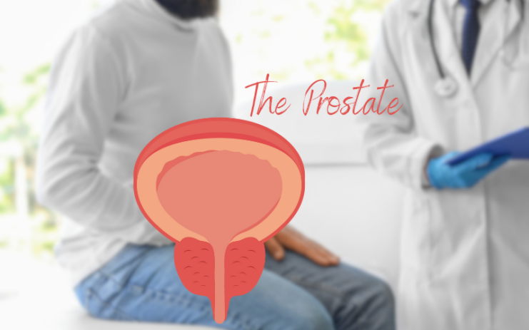 The Prostate