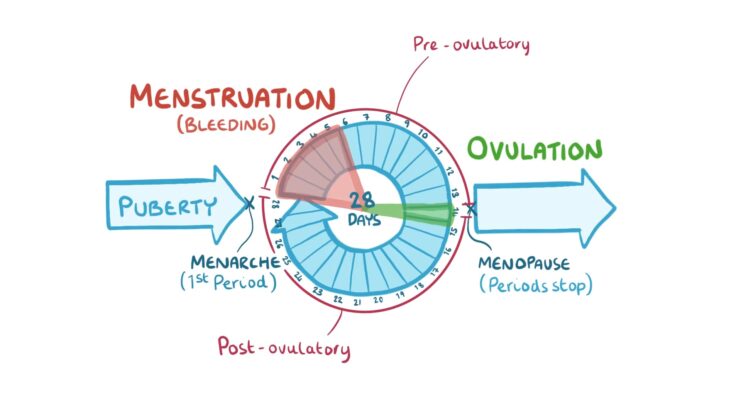 The menstrual cycle