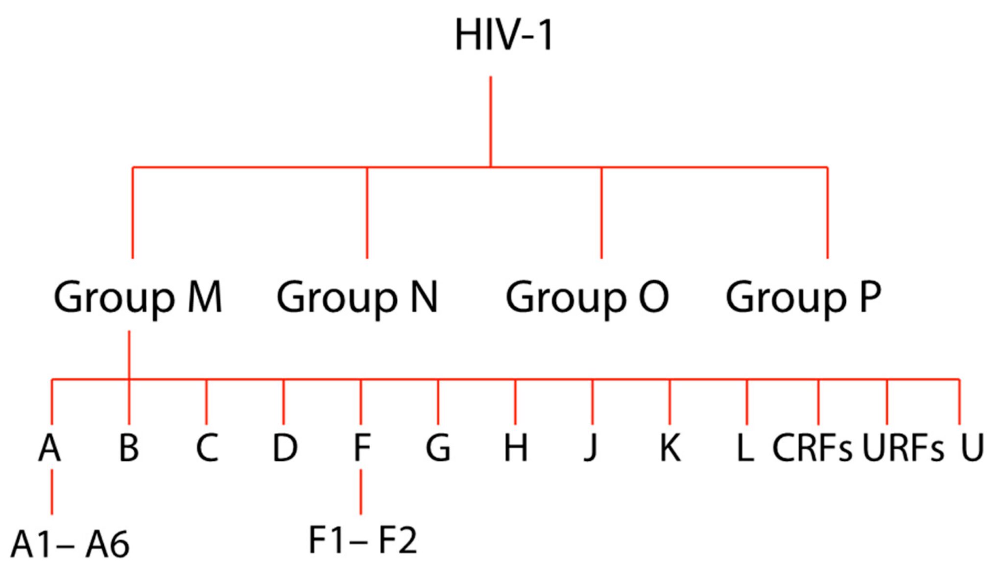 All about HIV Types, Subtypes, Groups, and Strains